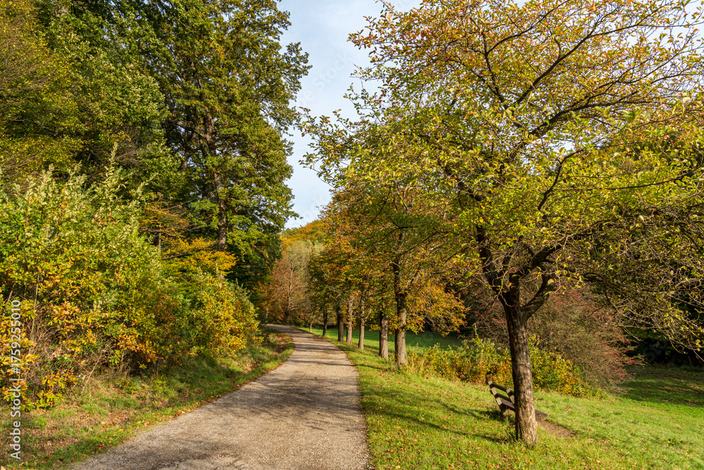 Naklejka premium Peaceful Rural Path in Autumn Forest with Green and Yellow Trees under Sunny Sky