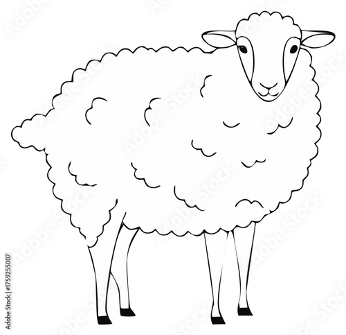 Simple cartoon style drawing of a fluffy woolly sheep standing looking forward