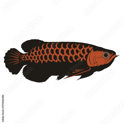 black and white silhouette vector icon of Arowana fish on white background