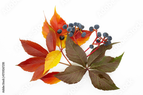 bright autumn leaves of grape vines on a white background