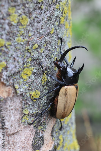 Five-horned rhinoceros beetle (Eupatorus gracilicornis) male 