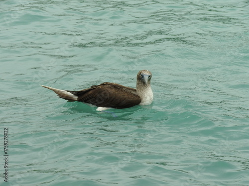 Konstfotografi blue footed booby