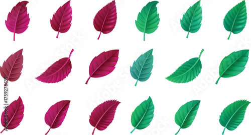 collection of leaves