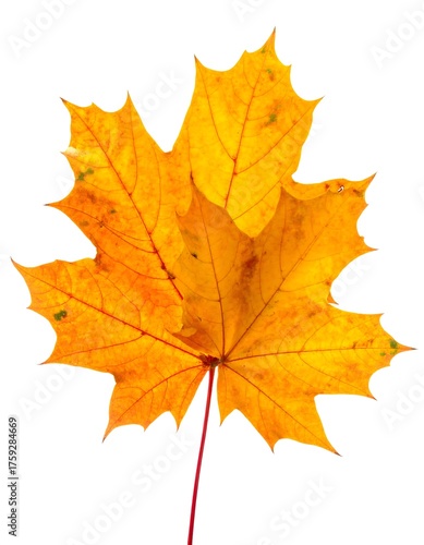 Wallpaper Mural A vibrant, sun-kissed maple leaf, boasting a rich spectrum of autumn colors, from golden yellow to fiery orange, against white backdrop Torontodigital.ca