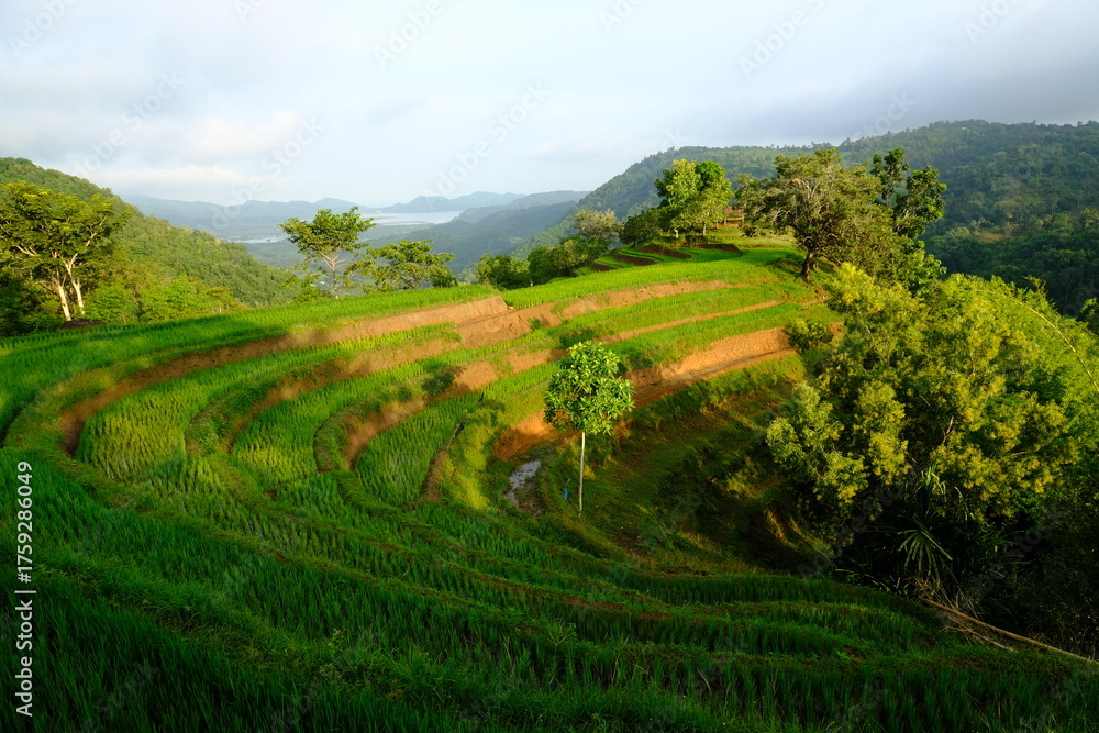 Fototapeta premium rice terraces in bali indonesia