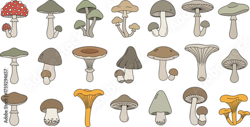 Collection of Various Wild Mushroom Varieties Illustration