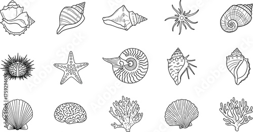 Collection Of Seashells And Marine Life Illustrations