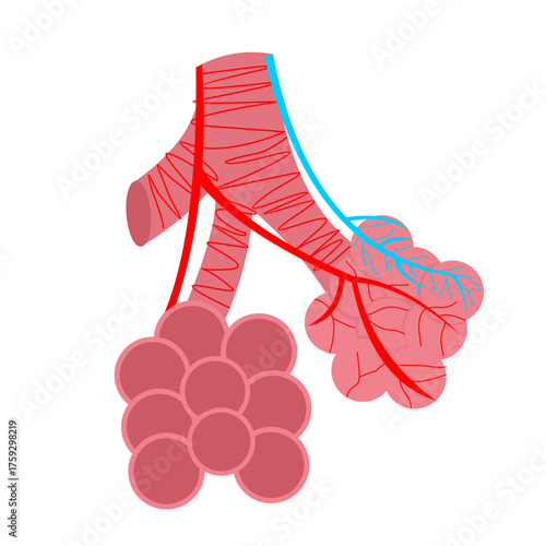 Detailed view of bronchi and alveoli inside human lungs, highlighting key components of the respiratory system, flat art design style.

