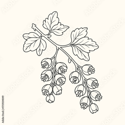 Vector art of blackcurrant branch with leaves and unripe berries