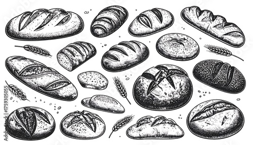 Detailed pen and ink illustration of various crusty bread loaves