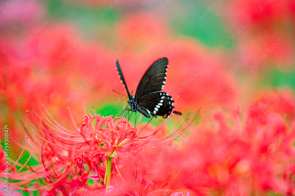 Fototapeta premium A black butterfly lands on a bright red spider lily