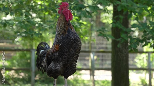 Close up of a rooster standing on a fance in spring and crowing