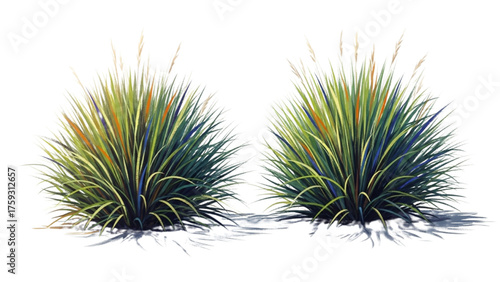 Vibrant watercolor illustration of two ornamental grass clumps with long blades