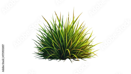Vibrant green clump of fresh ornamental grass, ideal for architectural renderings, landscaping, and digital garden scenes with clear isolation