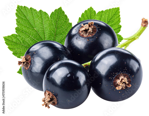 black currant isolated on white