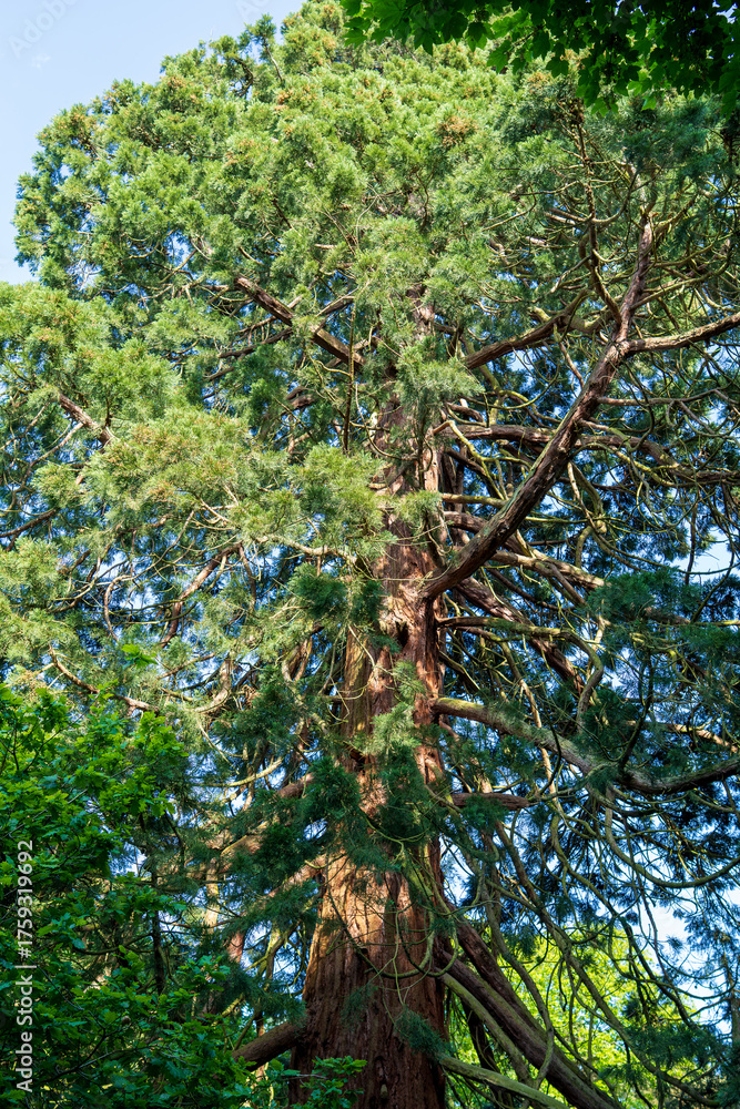Fototapeta premium Majestic old-growth conifer tree reaching skyward with spreading branches and lush foliage. Towering evergreen trunk with textured bark viewed from below against a bright blue sky in a forest setting