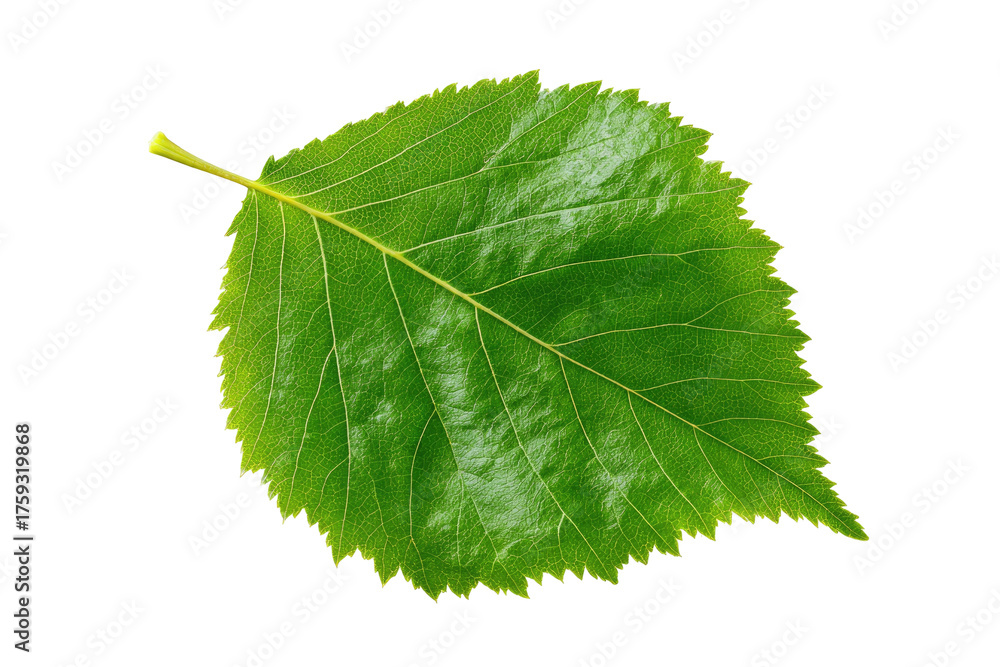 Fototapeta premium Close-up of a vibrant green leaf with textured surface and jagged edges, isolated on black