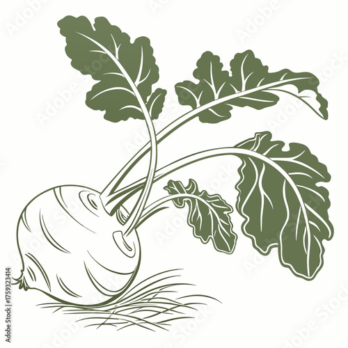 delicacy white kohlrabi with leaves