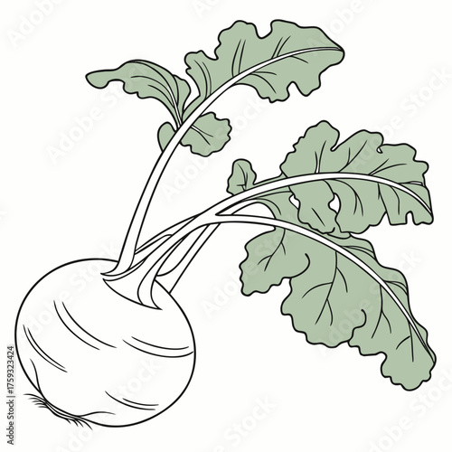 delicacy white kohlrabi with leaves