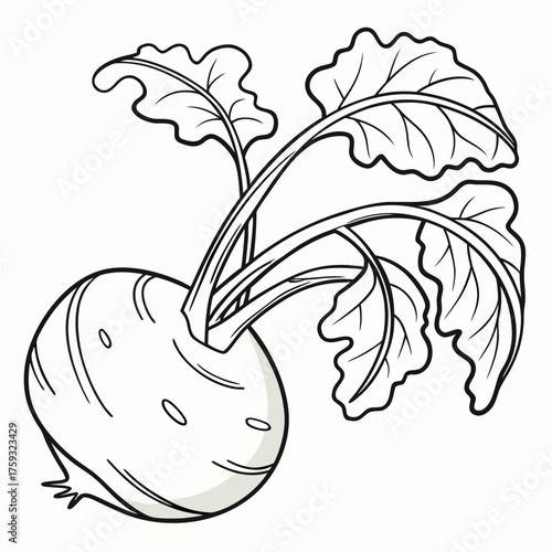 delicacy white kohlrabi vector
