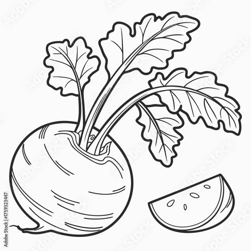 delicacy white kohlrabi vector