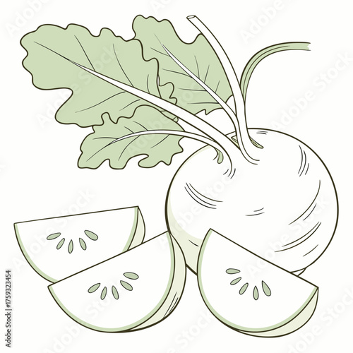 delicacy white kohlrabi on white background 