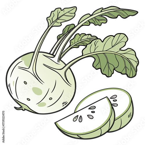 delicacy white kohlrabi on white background 