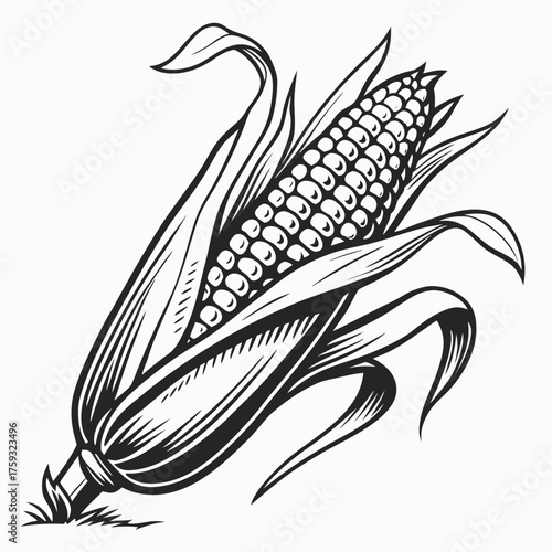 delaware sweet corn vector