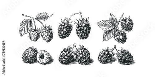Blackberry and Leaf Hand Drawn Sketch Collection