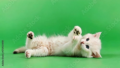 Seamless Animation of Cat Grooming on Green Chroma Background.mp4