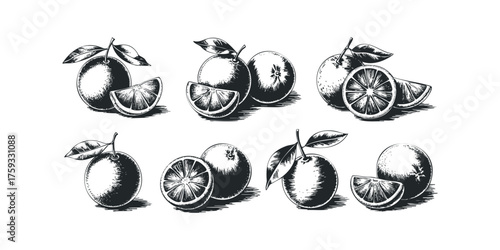Oranges with leaves and slices in vintage woodcut style
