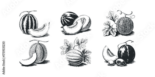 Set of hand drawn watermelons and cantaloupes