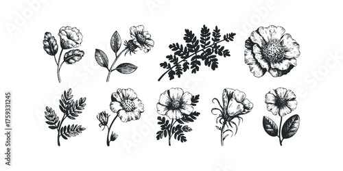 Collection of sketched floral elements and foliage