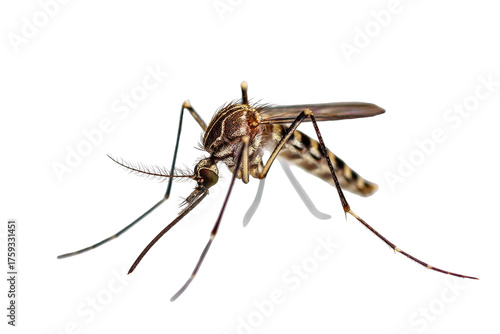 Wallpaper Mural Detailed macro photograph of a striped mosquito on a stark black background Torontodigital.ca
