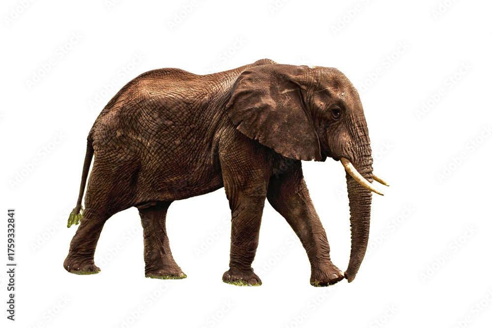 Fototapeta premium elephant isolated on white, single elephant transparent, big elephant