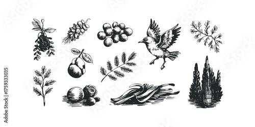 Sketch of various organic items including flora fauna and fruit
