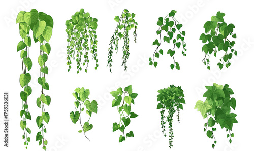 Green climbing ivy vine plant collection with heart shaped and lush leaves isolated on white background botanical vector illustration set for decoration and garden design
