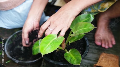 Closed up Asian woman hand is gardening with plant and flowers in a pot with natural sunlight in garden
