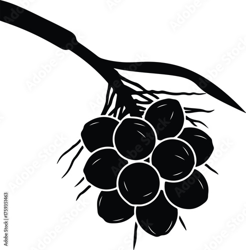 Vector Acai berries bunch on stem black silhouette illustration