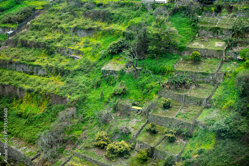Vineyards in the countryside of Madeira, Portugal.