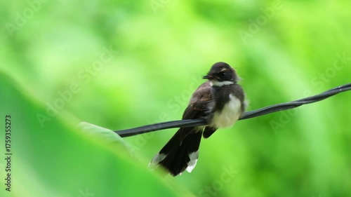 Little Eurasian tree sparrow bird wildlife perched on a wire and happy with freedom on tree in natural sunlight of tropical garden
