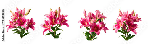 Four bunches of vibrant pink stargazer lilies with prominent stamens, isolated on transparent background