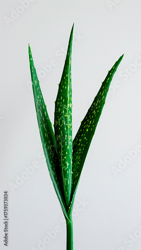 Fresh Aloe Vera Plant on a White Background. Natural Skincare, Health and Wellness, Medicinal Herb.