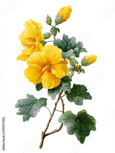 a yellow mallow flower, painted in the style of traditional Chinese painting, isolated on white.