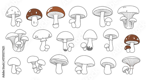 A diverse collection of woodland fungi offering various cap shapes and stem structures for culinary or decorative purposes.