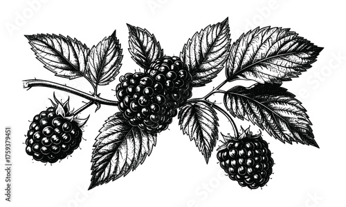 Blackberry branch detailed botanical drawing showcases ripe fruit and textured leaves, perfect for botanical studies, educational materials, or vintage-inspired designs.
