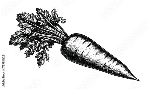 Hand drawn carrot vegetable sketch showcasing detailed leaves, textured root, and vintage engraving style for culinary, botanical, and educational uses.