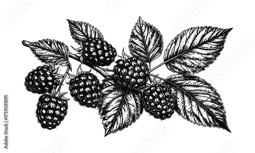 Detailed blackberry branch botanical drawing showing ripe fruit and textured leaves in elegant black and white engraving style.