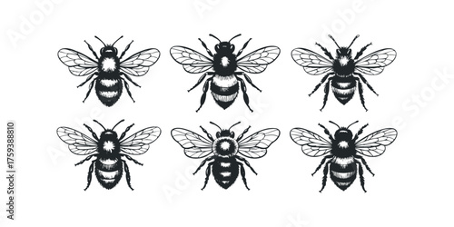 Six Detailed Bee Illustrations on White Background