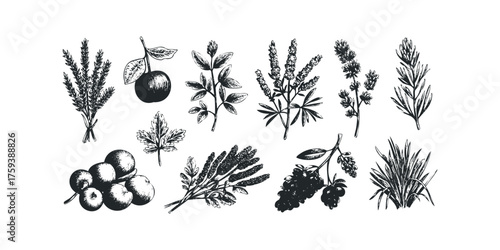 Collection of botanical line art with fruits and herbs